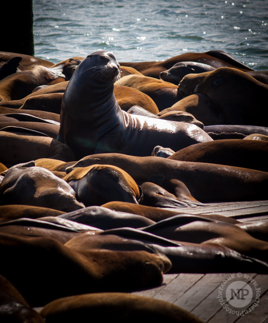 Sea Lions at Pier 39, San Francisco