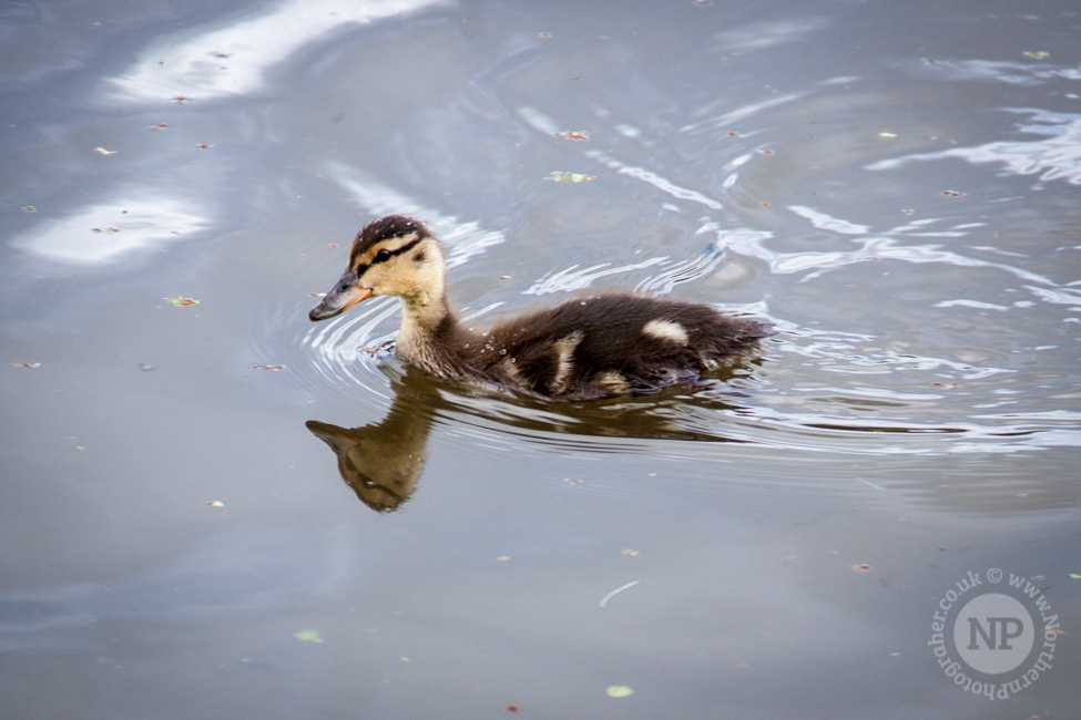 Leeds/Liverpool Canal Duckling