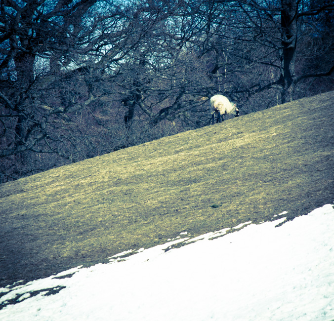 Rivington Sheep