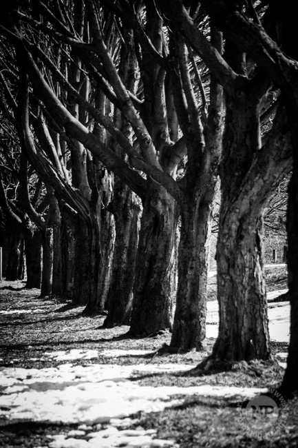 Rivington Trees