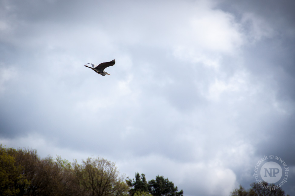 Leeds/Liverpool Canal Heron