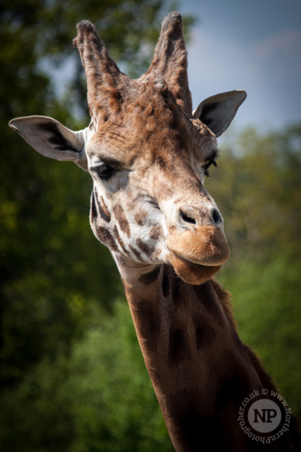 Giraffe