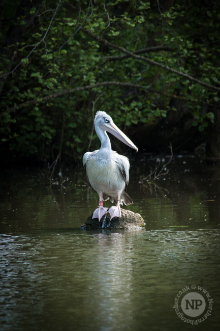 Pelican