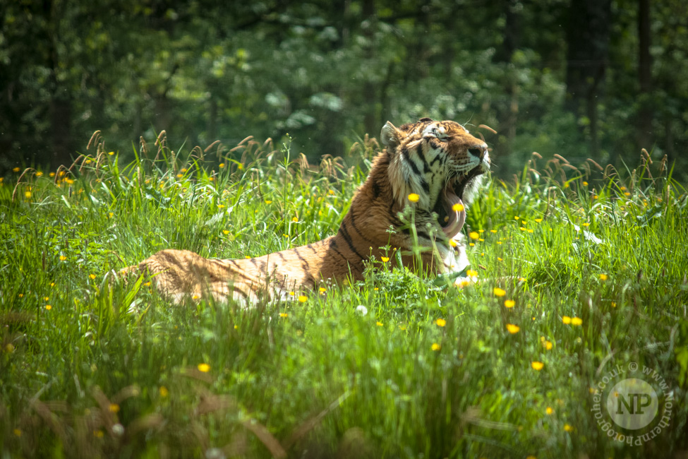 Yawning Tiger