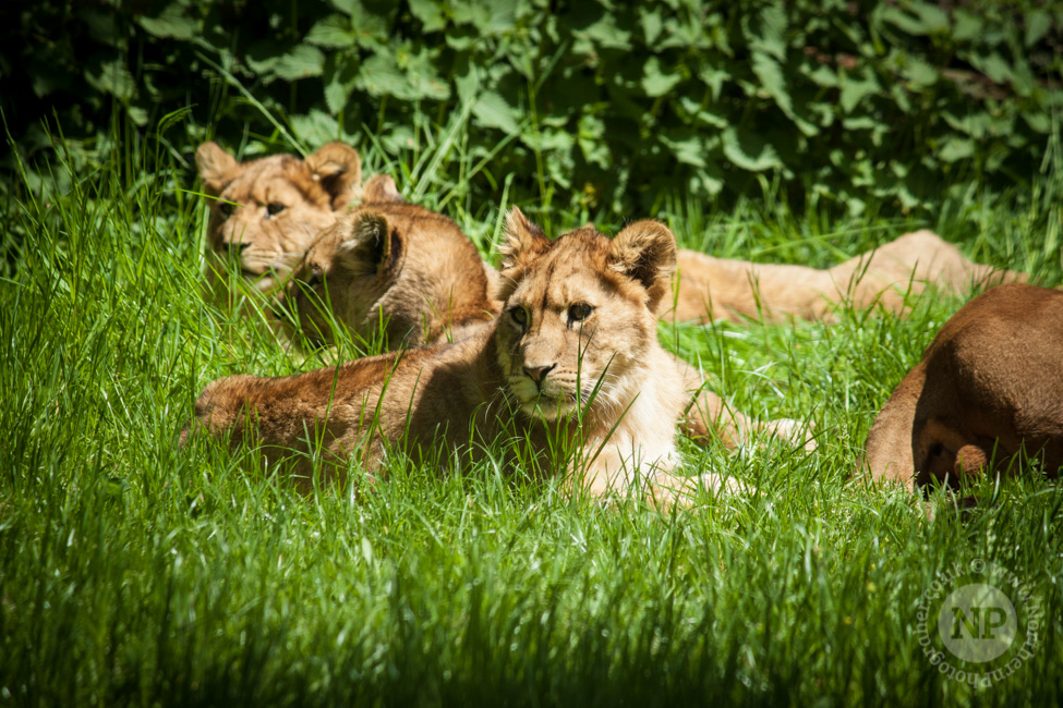 Lion Cubs