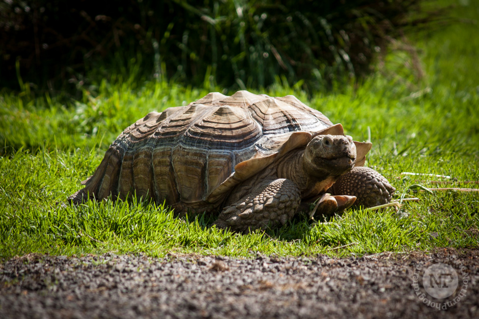 Tortoise