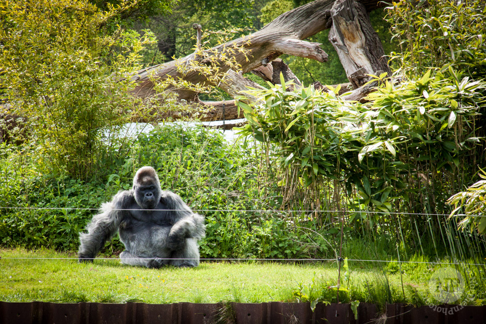 Silverback Gorilla