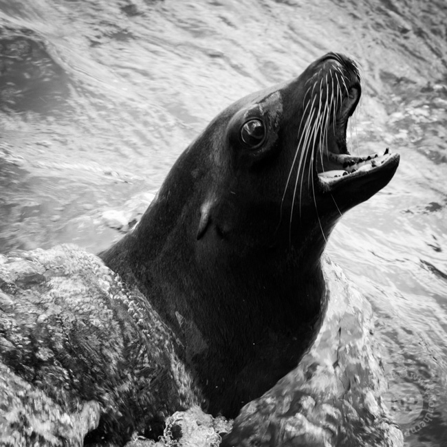 Sealion