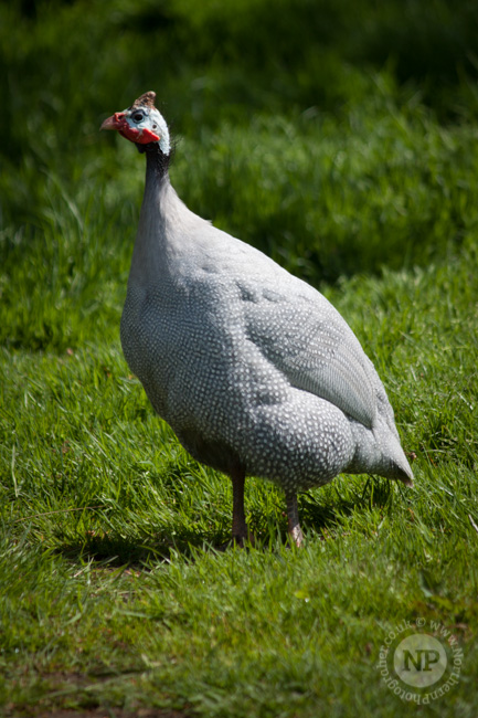 Longleat Safari