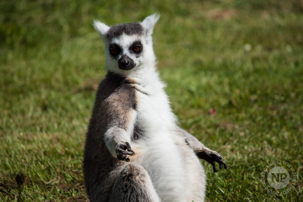 Lemur