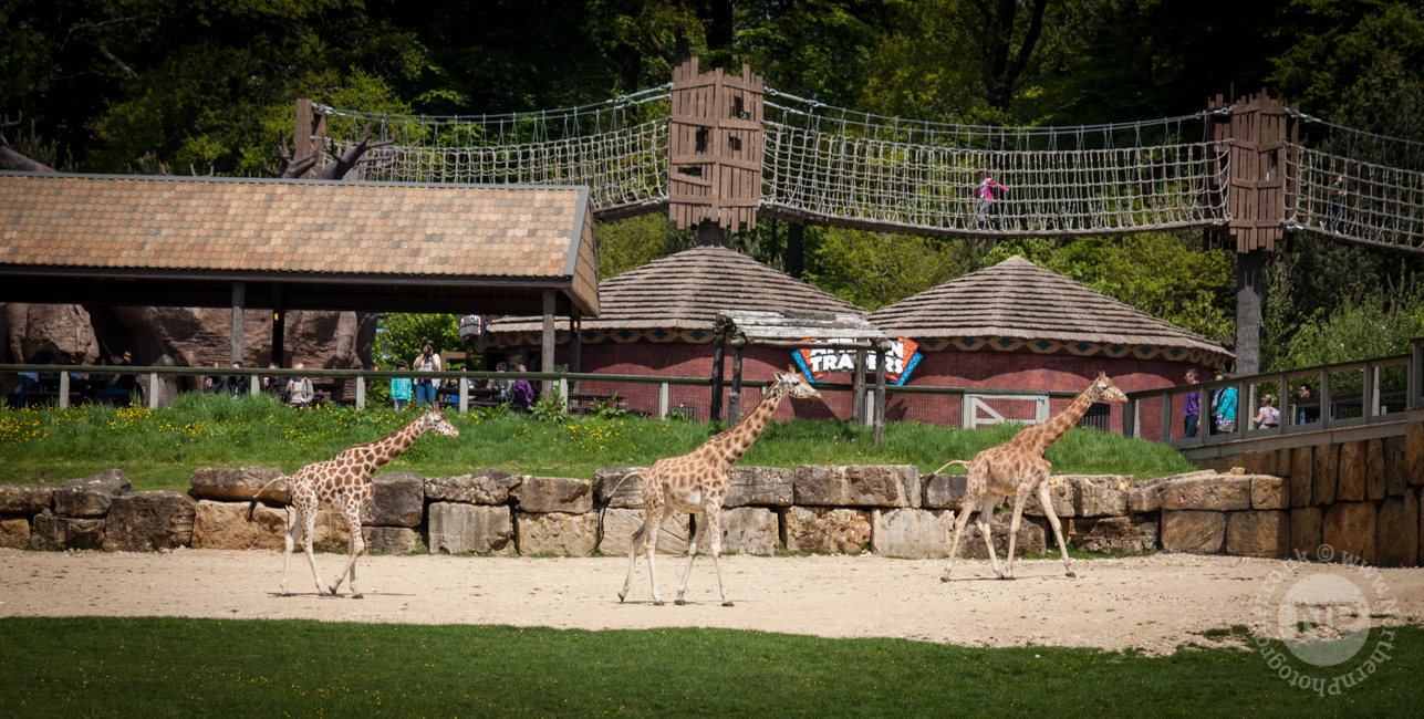 Longleat Safari Park